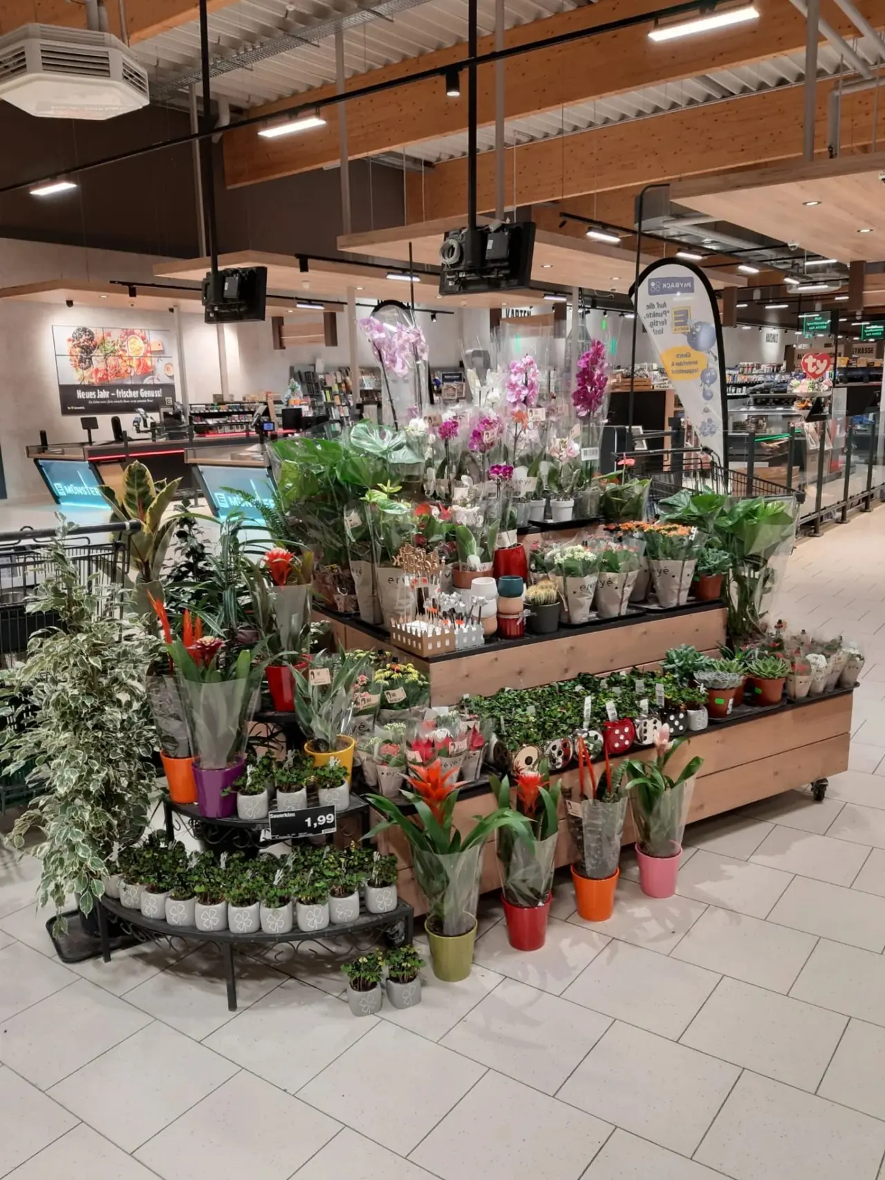 Floristik mit Topfpflanzen und Blumen